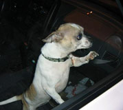 Dog in car, photo by Marc Majcher/Flickr