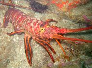 California spiny lobster